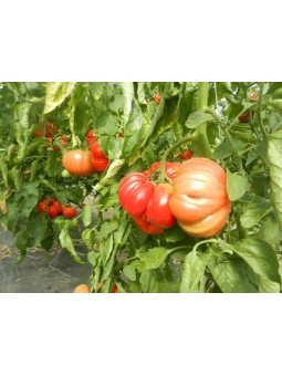 tomates coeur de boeuf