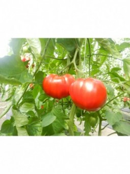 TOMATES PAR 2 KG