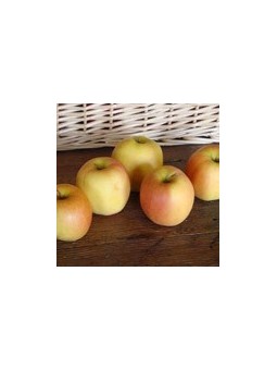 Pommes pink gold (golden...