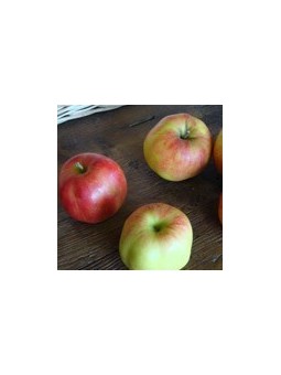 Pomme elstar