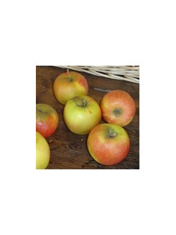 Pomme reine des reinettes