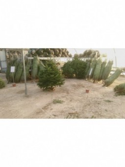 Sapin nordmann 100/125