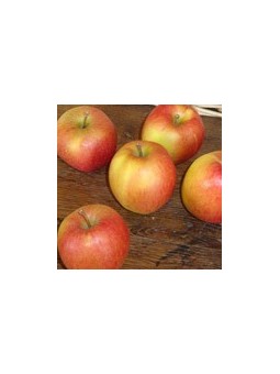 pomme braeburn
