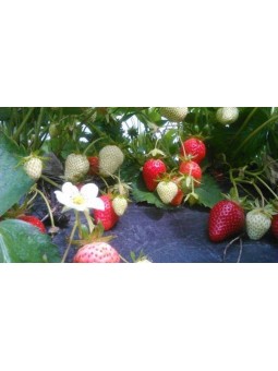 fraises les 500 g