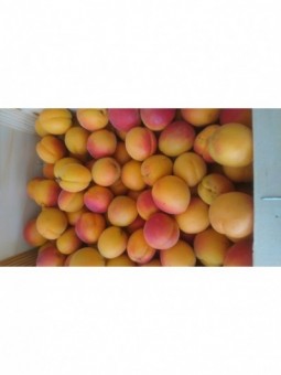 Abricots ( par 500 g)