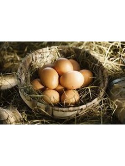 Oeufs de plein air par 6
