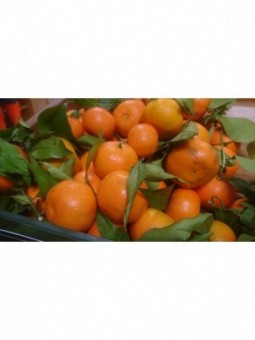 clémentine du portugal (...