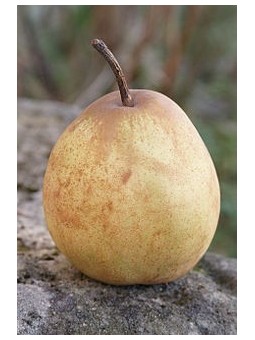 Poires passe-crassane