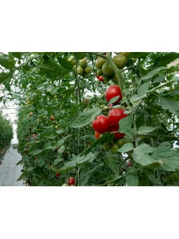 Tomates cocktail (la...
