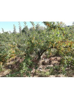 Mirabelles du jardin
