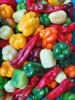 poivrons rouges (les 500g)
