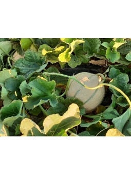 melon du jardin
