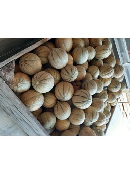 MELONS DU JARDIN PAR 2