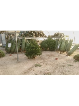 Sapin nordmann 250/300