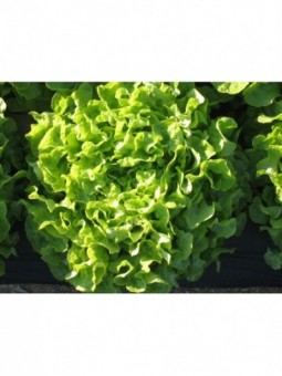 salades feuille de chêne...