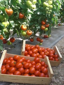 Tomates