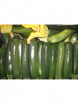 Courgette