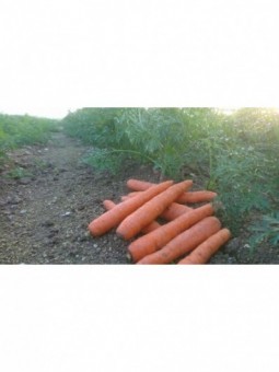 Carottes