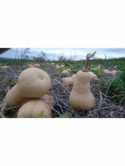 courge butternut (la pièce)
