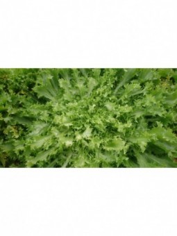 salade frisée