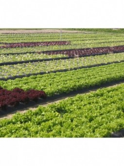 Feuille de chêne rouge