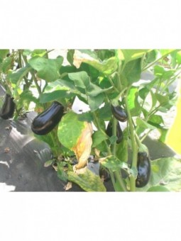 aubergines