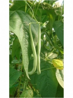 haricots verts (les 500g)
