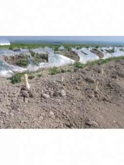 asperges 2ème choix