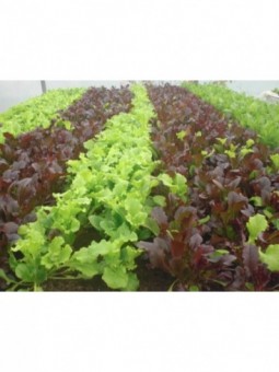 mesclun (les 100g)