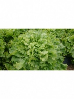 salade scarole