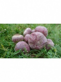 betteraves rouges crues...