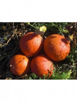 potimarrons à la pièce