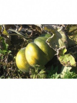 courge musquée de provence...