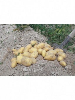 Pommes de terre NOUVELLES...