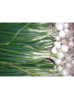 Oignons  blancs