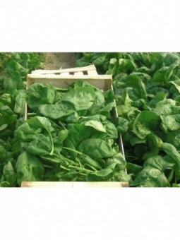 epinards ( les 500 g)